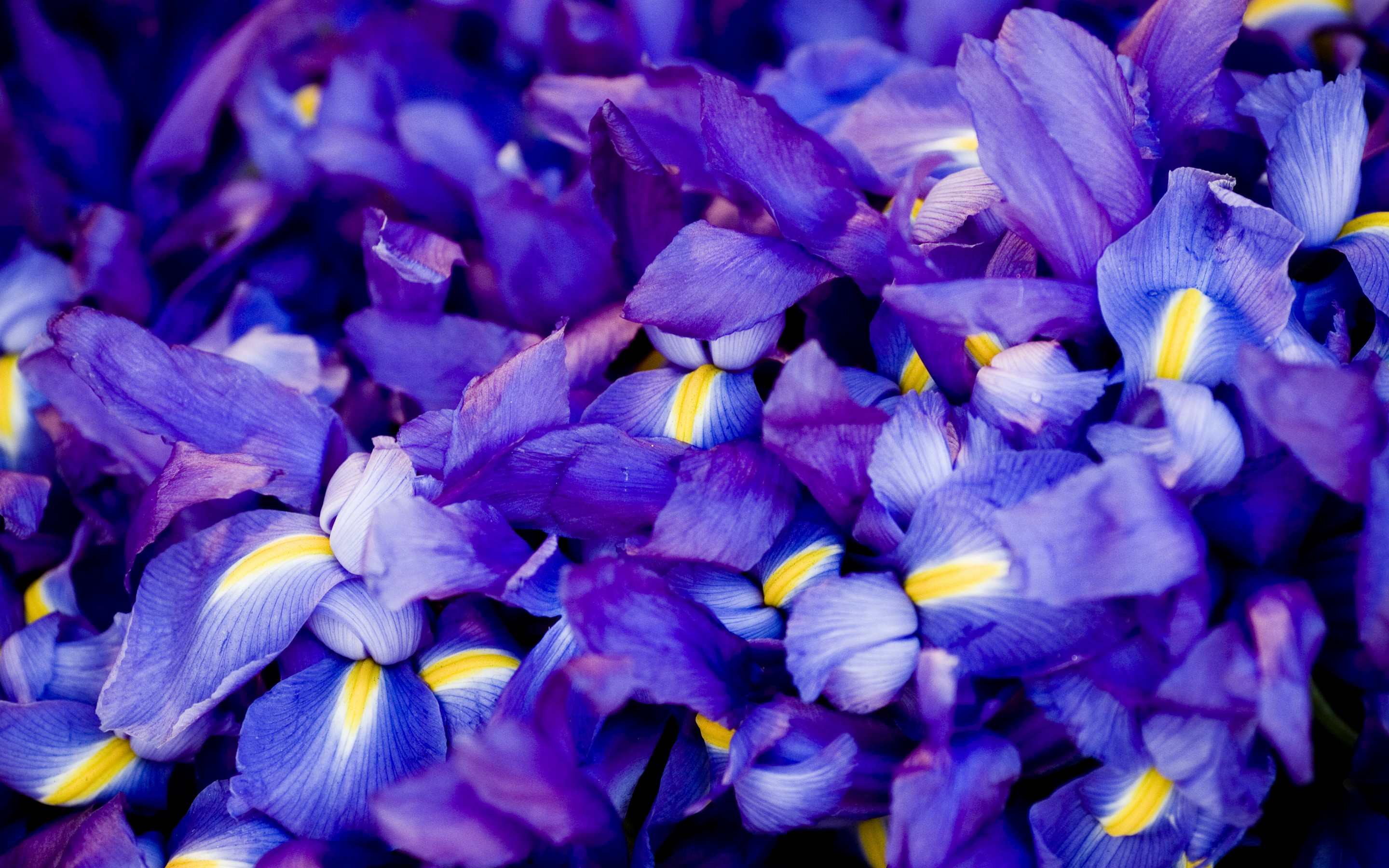 世界短道速滑青少年平衡能力训练专项课程发布，短道速滑青少年训练大纲